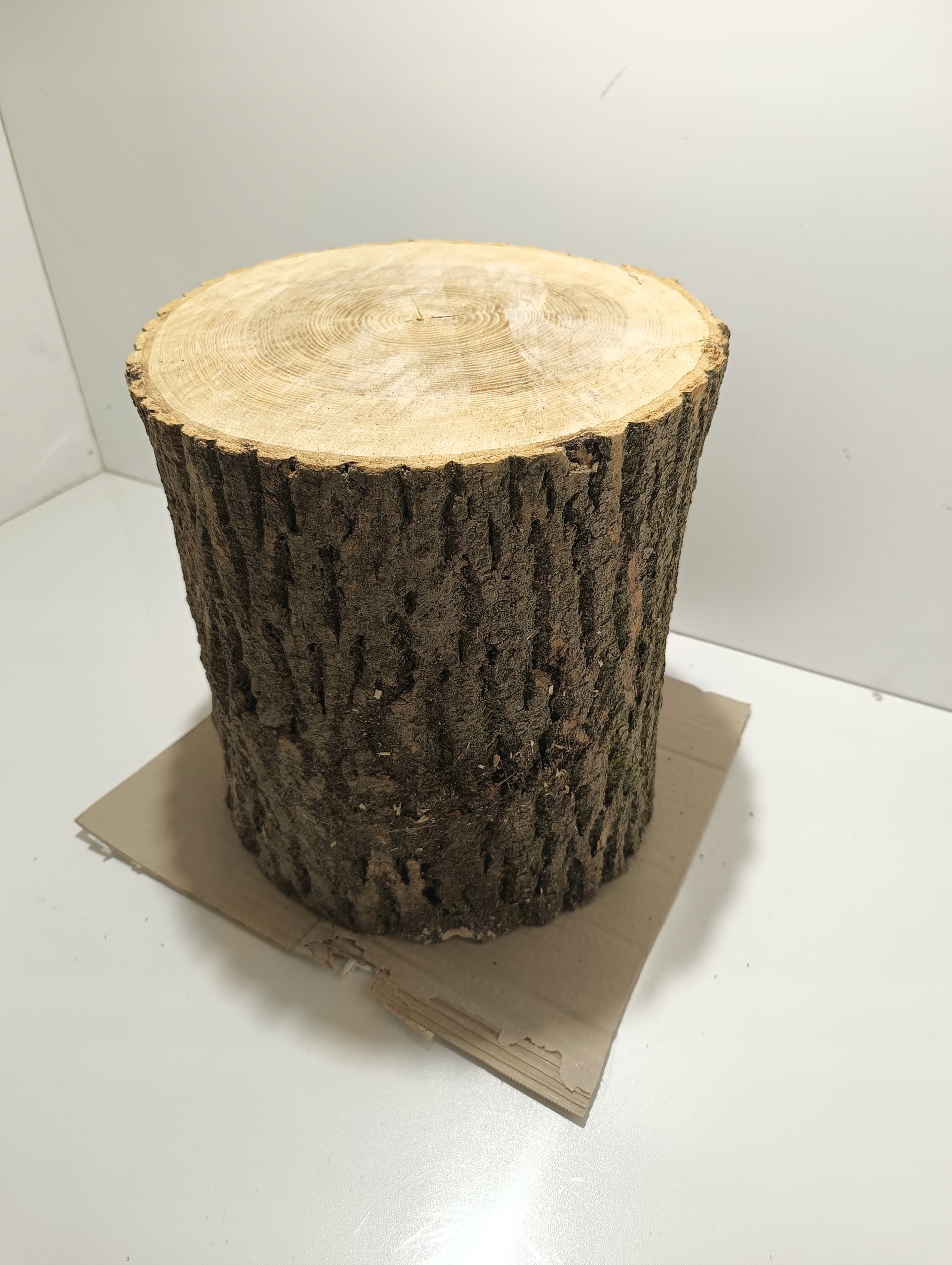 Popol pník popelový blok, veľmi tvrdý, zdravý veľkosť. L 24-31 cm
