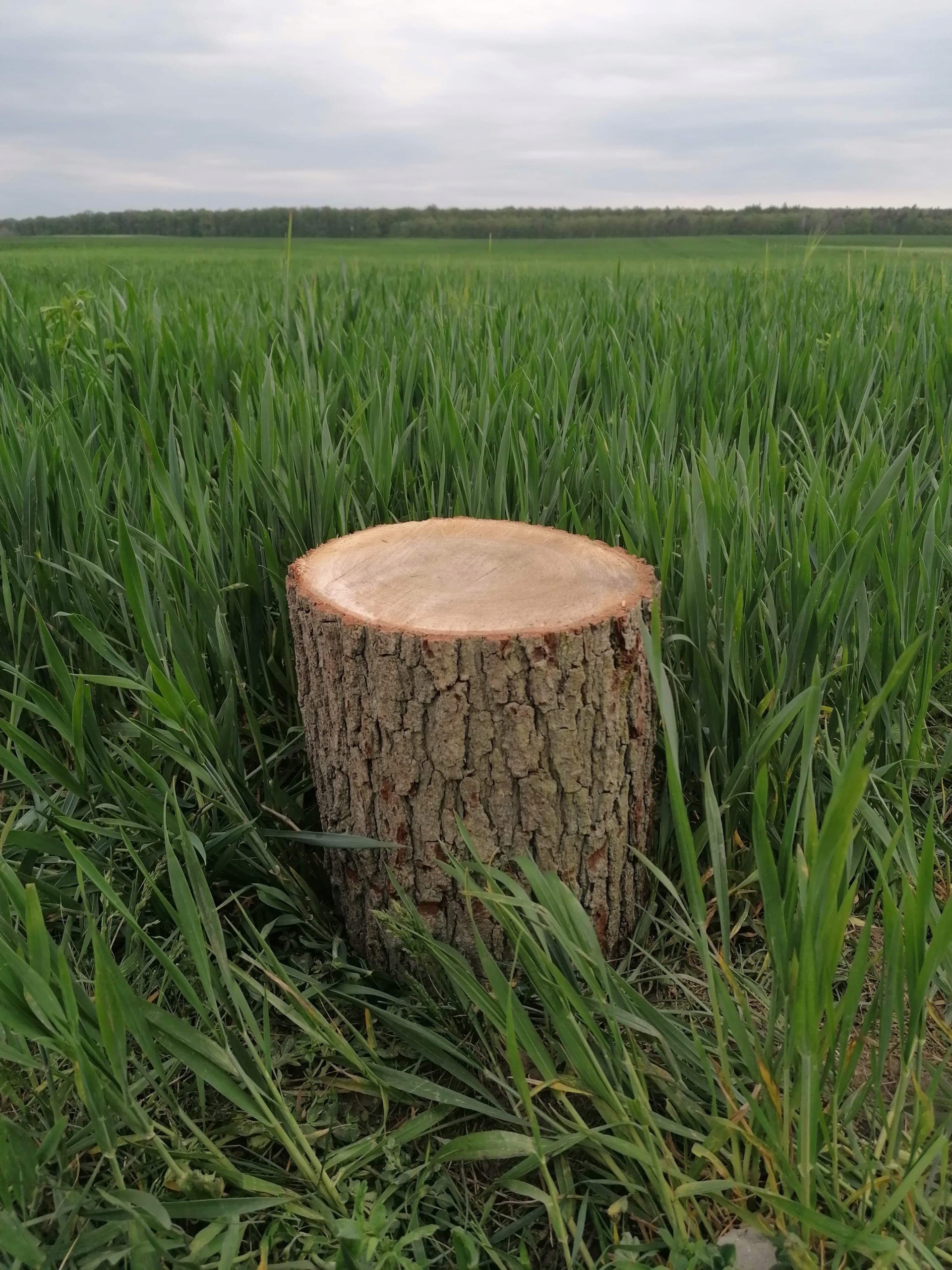 kmeňový dubový kváder pešiak na sekanie
